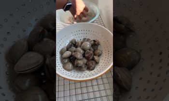 How to easily clean your clams out of any sand or grit!